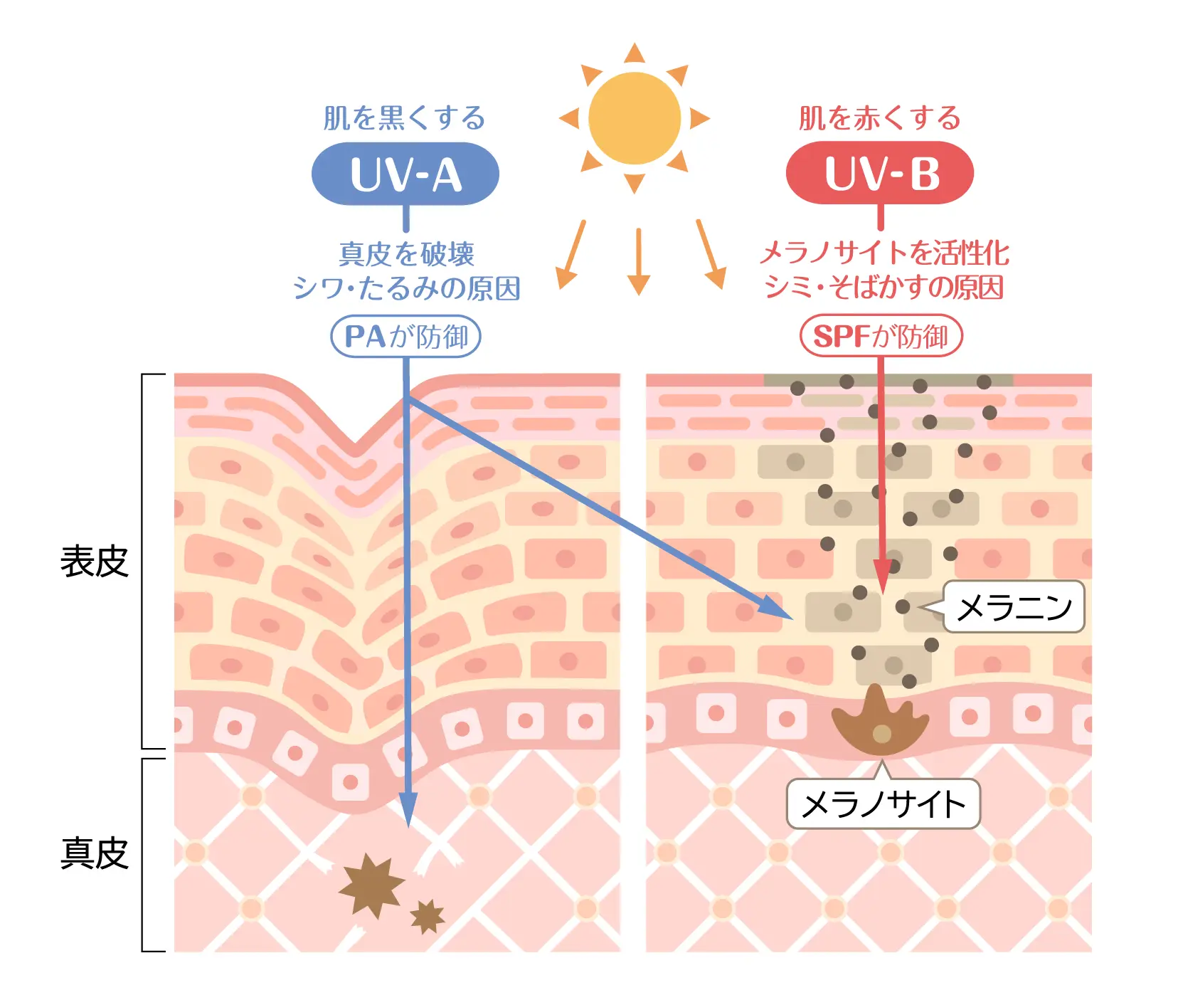 初回価格】モイスチャーマトリックスUV+ミニ(10mL)＜日焼け止め美容液