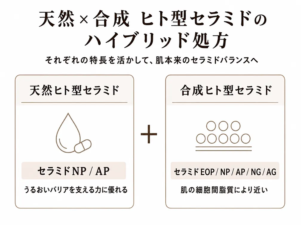 天然と合成のヒト型セラミドをハイブリッド