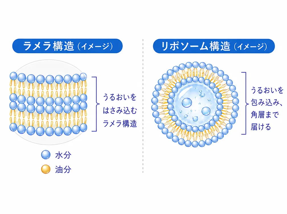 ラメラ構造とリポソーム構造のイメージ